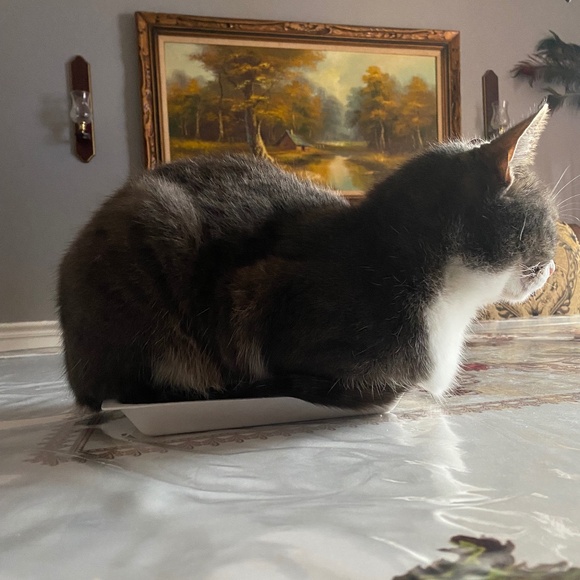 Meet your Posher, Meli! - Picture 12 of 13